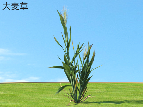 barley grass flowers shrubs