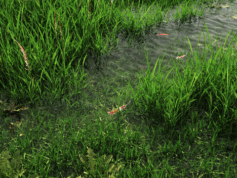 flowers and plants wetland grassland weeds