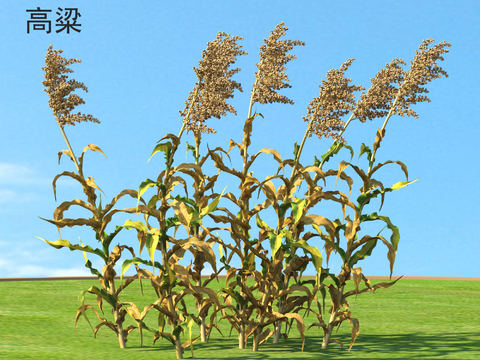 Sorghum Crops Farmland Plants