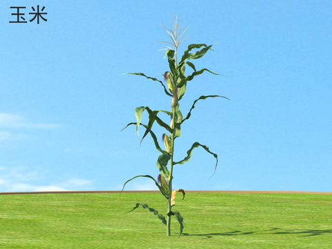 Corn Crop Plants