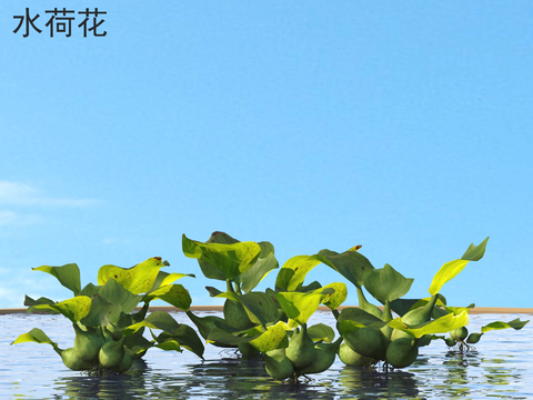 Water Lotus Water Hyacinth