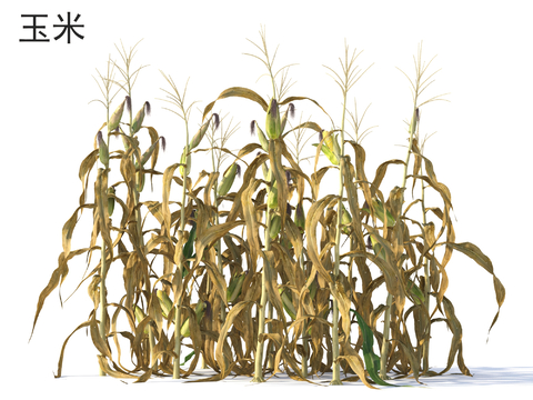 Corn Crop Plants