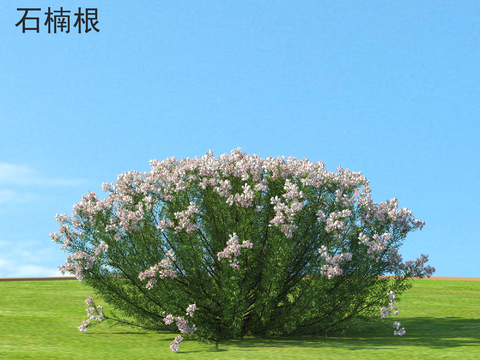 heather root plant