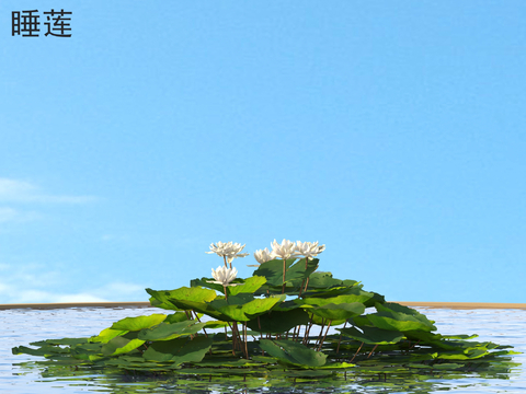 Aquatic flowers and plants water lilies