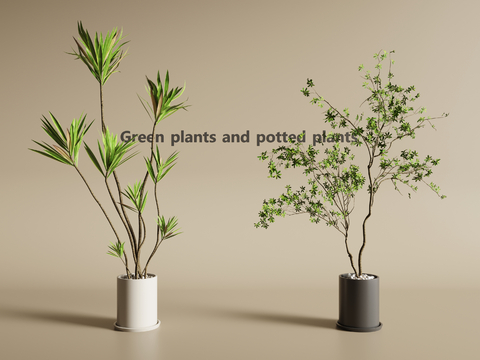 modern potted plant