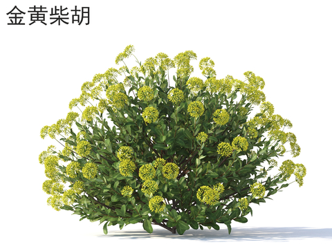 Flowers and plants Golden Bupleurum