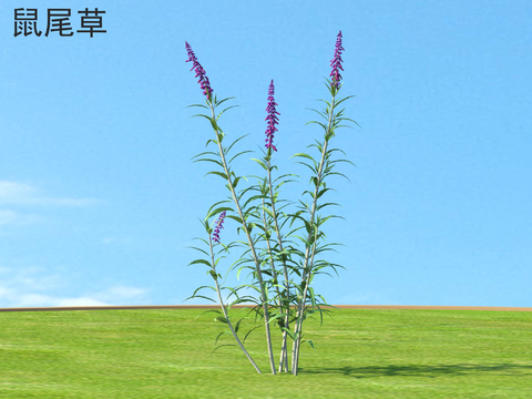 Sage flowers and shrubs