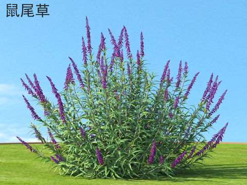 Sage flowers and shrubs