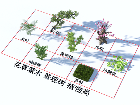 Flowers and plants Luo Han pine horseshoe plum blossom