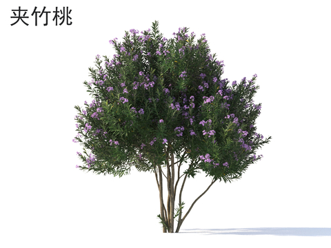 Oleander Flower Tree Landscape Tree