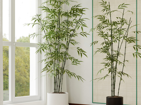 bamboo asparagus potted plant