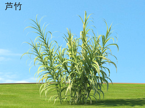 Arundo bamboo flowers and shrubs plants