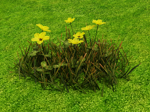 flowers and plants, wildflowers, meadows