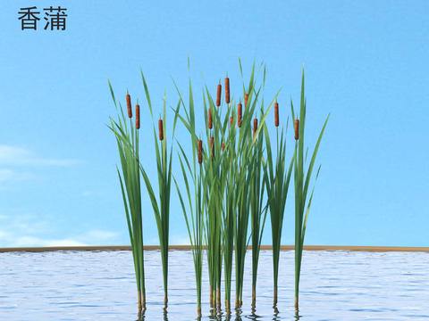 Typha flowers and shrubs Plants