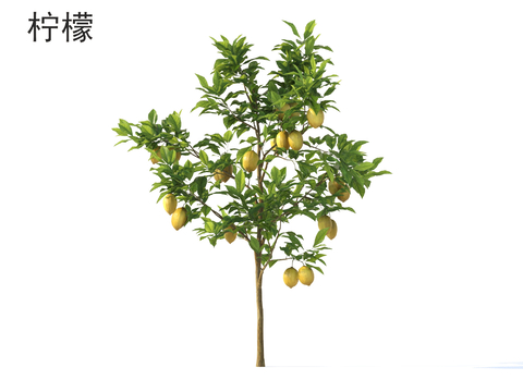 Lemon Tree Small Trees Arbor Tree