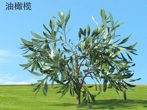 olive small trees arbor