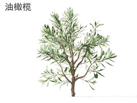 olive small trees arbor