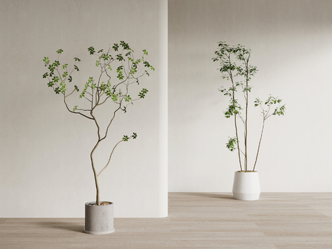 modern floor potted plant tree