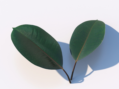 Vegetable leaves