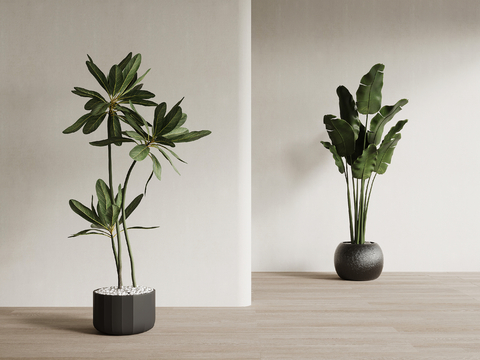 modern floor potted plant tree