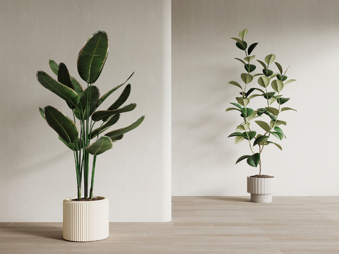 modern floor potted plant tree