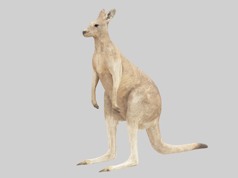 Modern Kangaroo