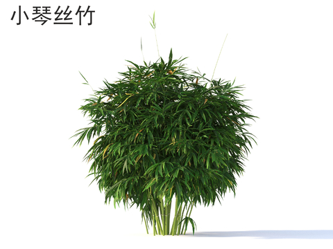 Xiaoqin silk bamboo outdoor plant dwarf shrub