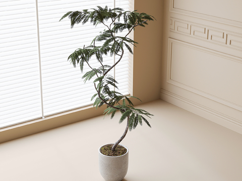 jacaranda potted plant