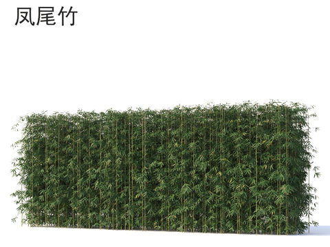 Phoenix-tailed bamboo plants