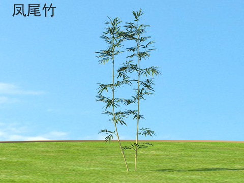 Phoenix-tailed bamboo plants