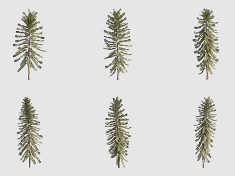 Phoenix tail fir valemay fir landscape tree