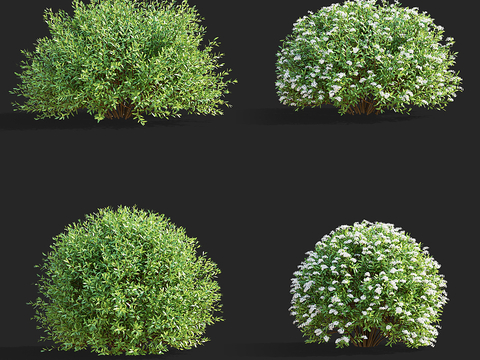 Shrub Ball Shaped Shrub Spiraea