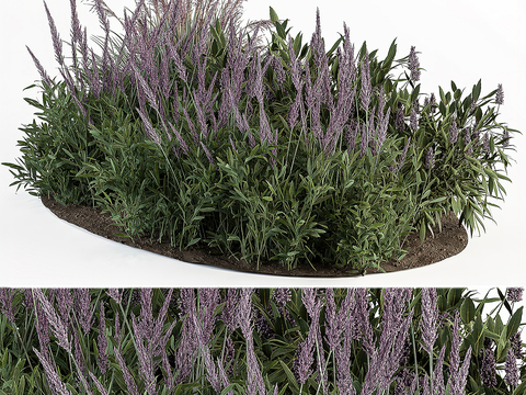 Outdoor Plants Lavender Blossom Plant Pile