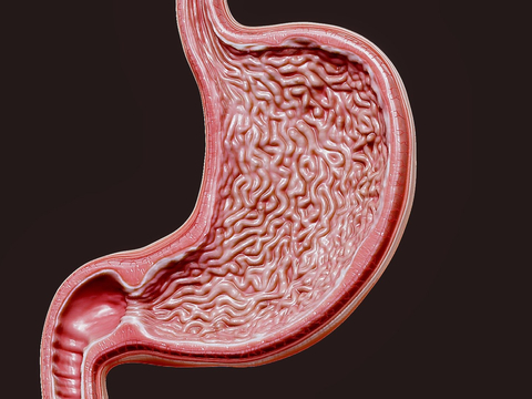 Stomach Stomach Structure Medical Anatomy of the Stomach