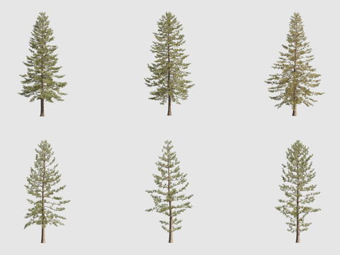 Heteroleaf Southern Chinese fir landscape tree