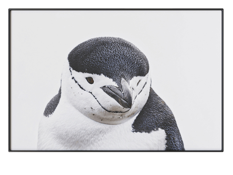 NC Design Decorative Painting Animal Painting Art Painting Penguin Hanging Painting