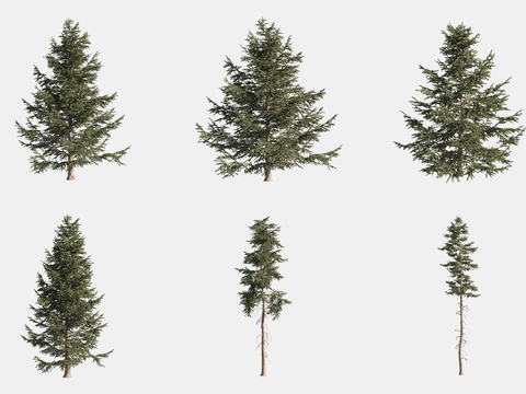 landscape tree big tree trees silver fir