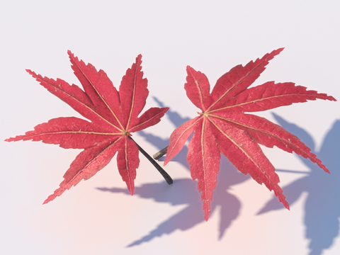 maple leaf leaves