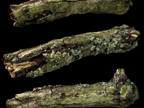 A tree trunk with moss