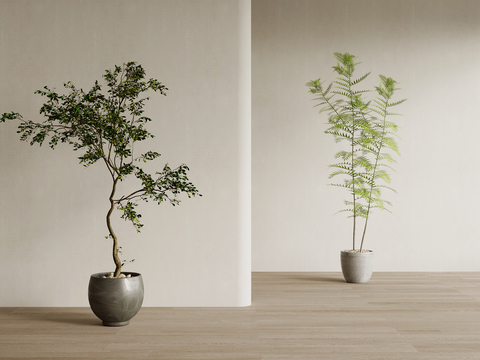 Fern potted plant