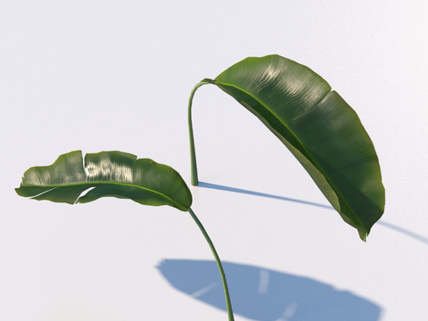 green leaf leaves