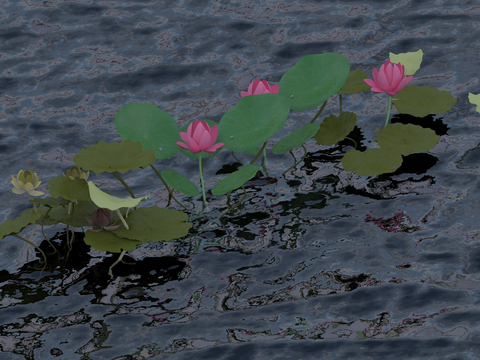 lotus flower