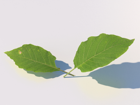 green leaf leaves