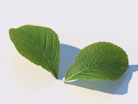 vegetables, vegetable leaves, leaves, food