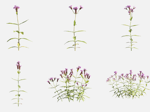 Slender Verbena Flower Grass