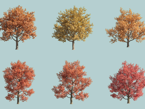 North American Red Oak Landscape Trees