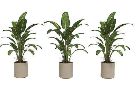 banana leaf potted plant