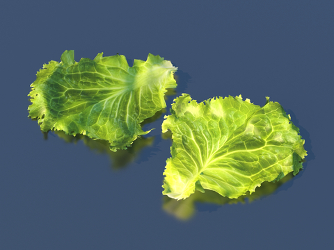 lettuce vegetable leaf food