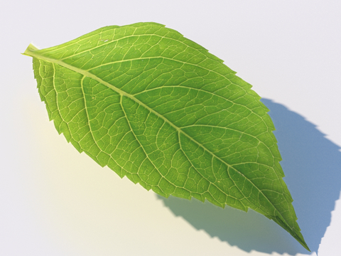 green leaf leaves