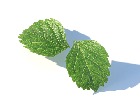 vegetables, vegetable leaves, leaves, food